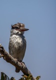 Striped Kingfisher-2 Striped Kingfisher-2
